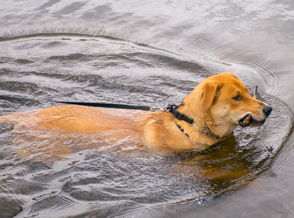 a dog swimming in the water with a stick