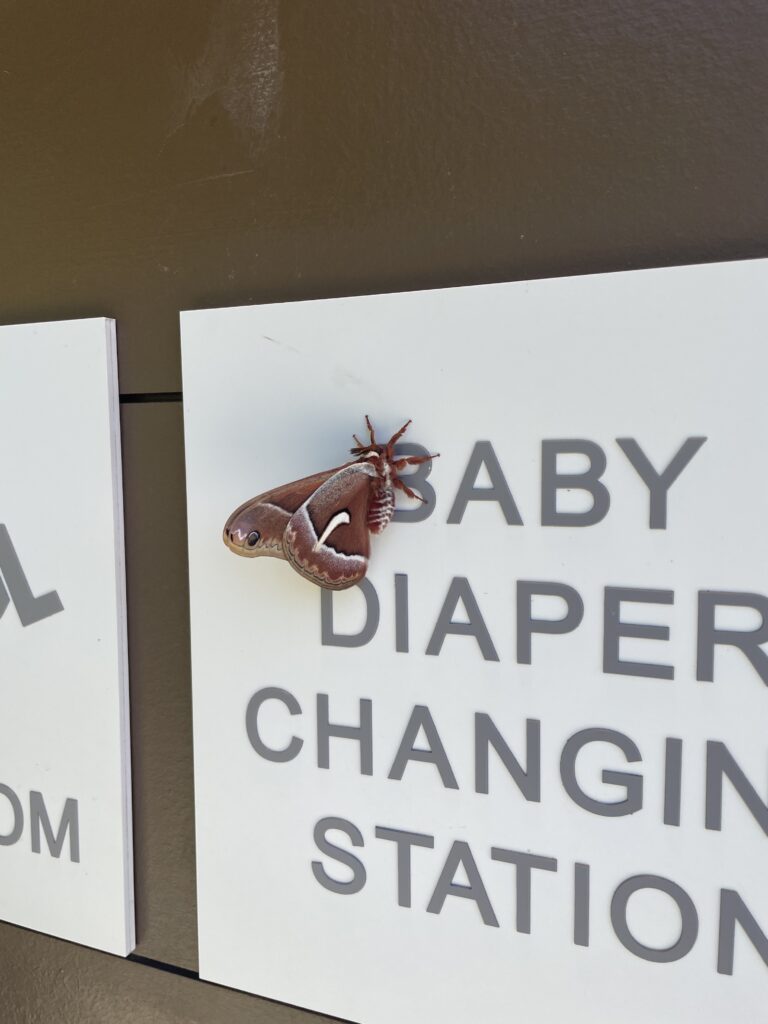 Photo of a moth on a rest stop sign