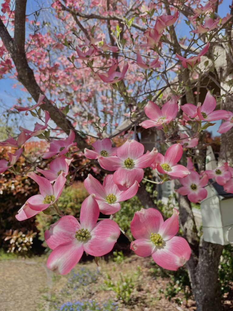 Photo of flowers blooming on a tree