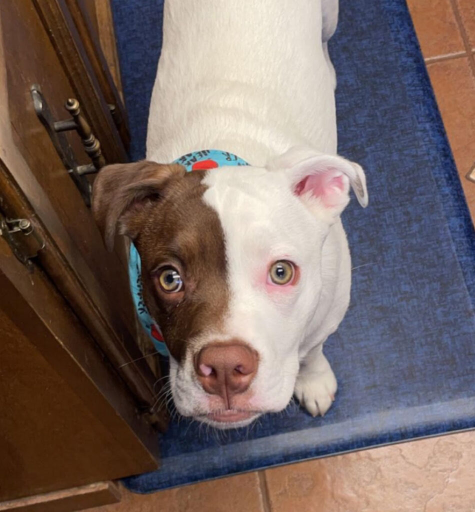 Photo of dog (Benny) the Border Collie and Pitbull mix