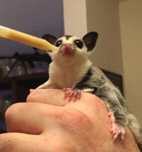 Photo of a Sugar Glider eating